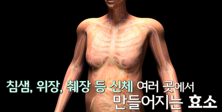 효소 효능
