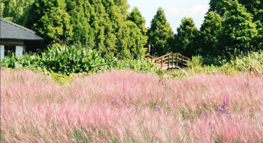청산수목원 핑크뮬리