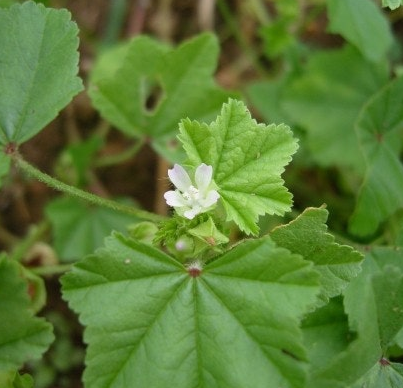 아욱 효능 부작용 고르는법 칼로리