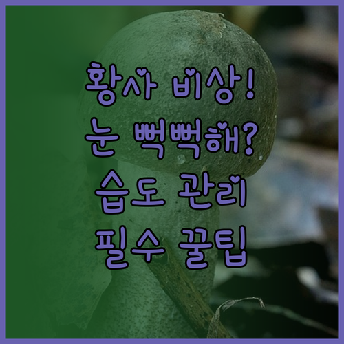 황사철 안구건조증 예방을 위한 실내 ..