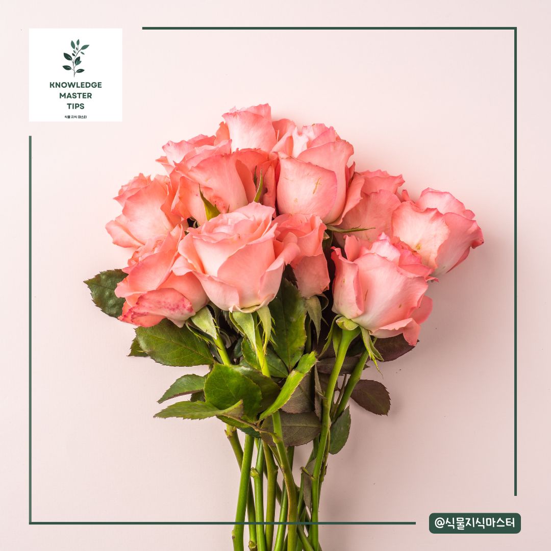 졸업식 꽃다발, 장비