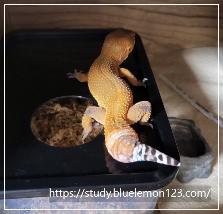 레오파드 게코 사육장 세팅 가이드