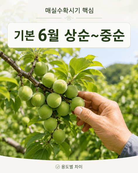 매실수확시기