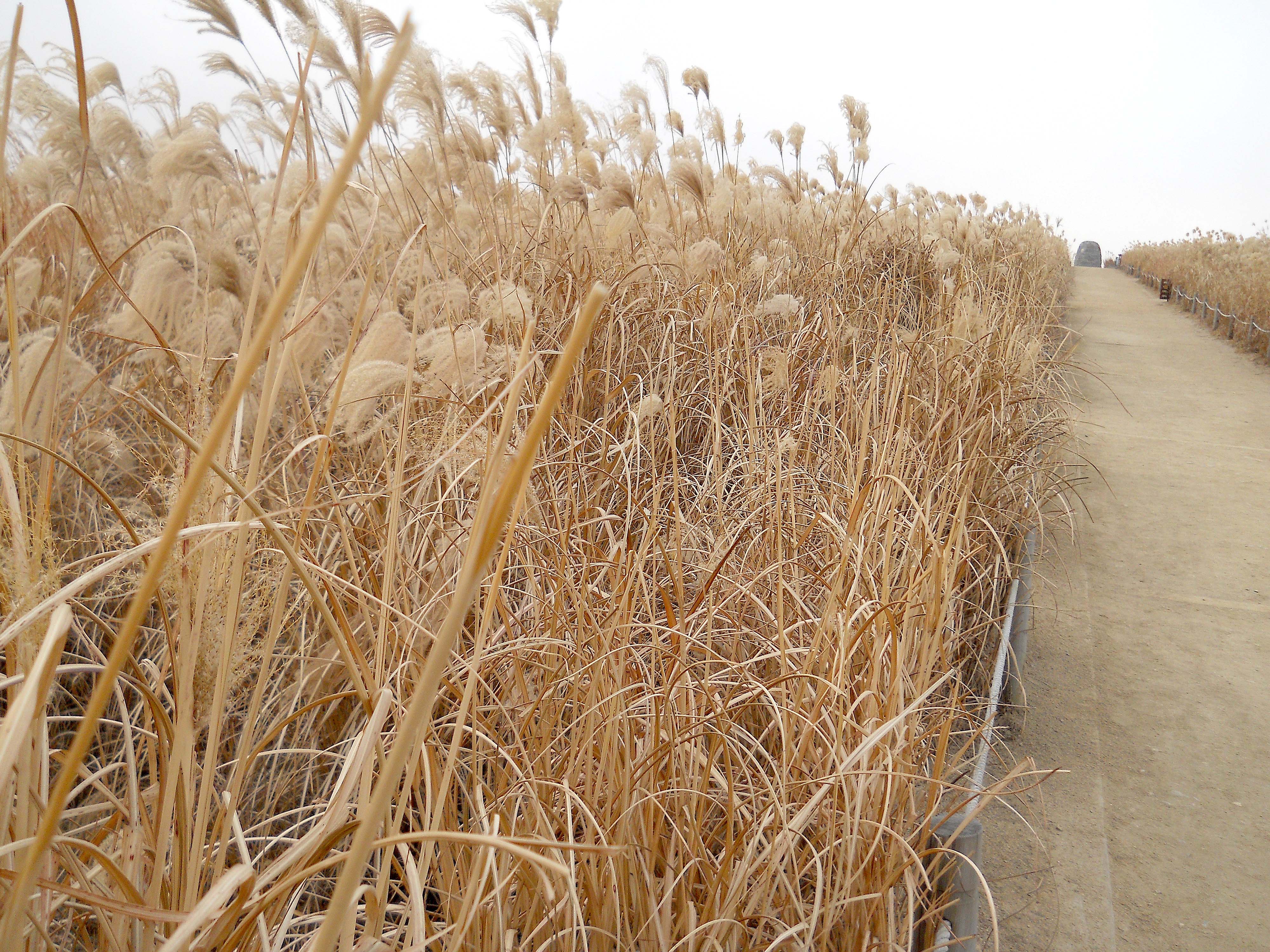 마포구 상암동 하늘공원(Haneul Park)