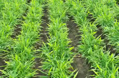 생강 가격 및 효능과 부작용, 먹을 때 주의점