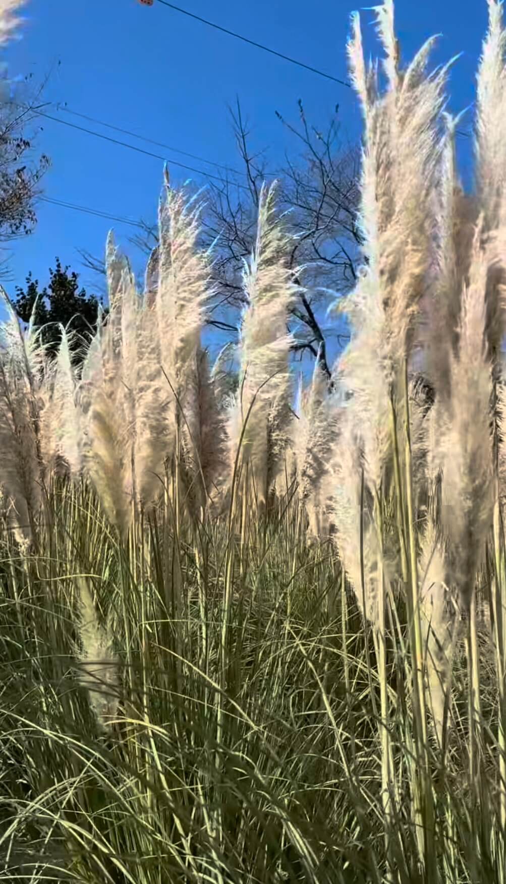 2025 장성 황룡강 꽃축제&amp;#44; 10월 18일(토)~ 10월 26일(일)관련사진