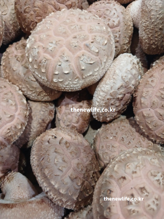 장 운동 촉진하여 숙변 제거하는 표고버섯 효능