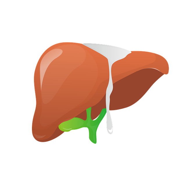 자연적인 해독(Detox) 시스템: 간과 신장이 노폐물을 제거하는 방식