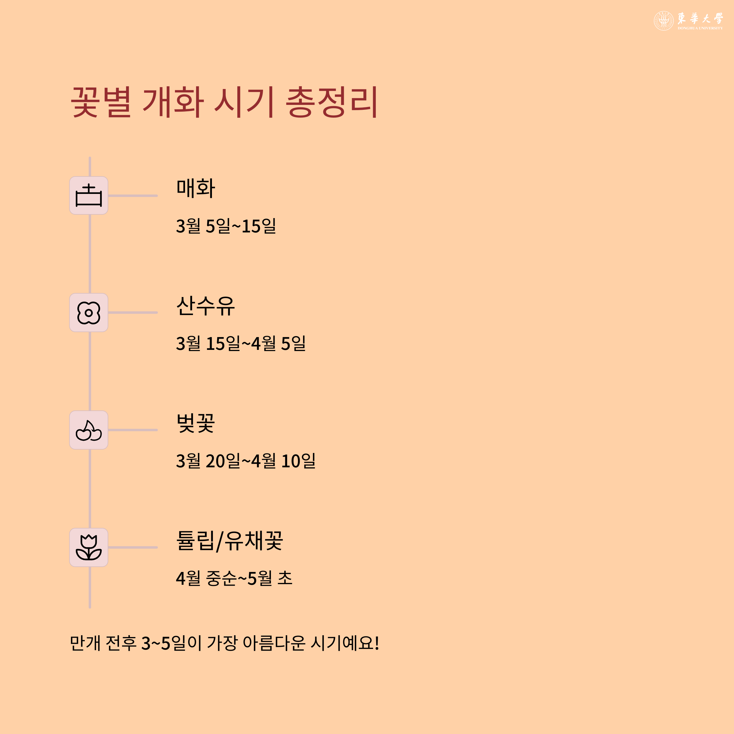 2025 봄 꽃 축제, 진해 군항제, 광양 매화, 구례 산수유, 에버랜드 튤립,태안 세계튤립곷박람회