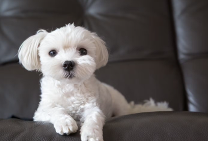 쇼파 위의 말티즈