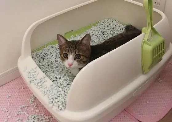 고양이 화장실 크기 대형 자동화장실 추천_3