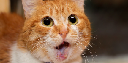 입을 벌리고 있는 갈색 고양이.