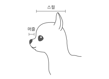 단두종-견종-비행기-운송-불가능