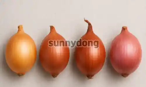 다양한 양파 종류 이미지