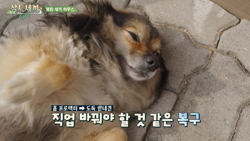 삼시세끼 라이트 강아지 복구
