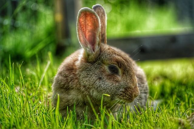 2025년 을사년 신년운세, 토끼띠(9) 좋은 거 자랑하지 마! 토끼띠.