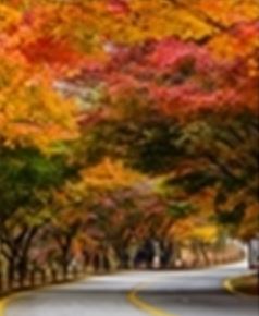 내장산 케이블카 요금 및 예약방법