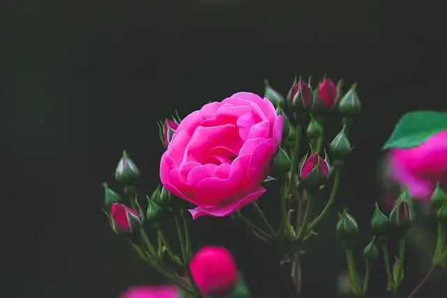 원주 장미축제