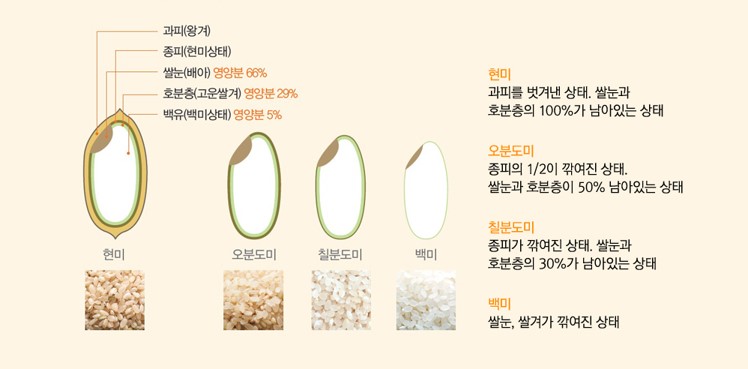 벼의 도정 과정에 따른 쌀의 종류 사진