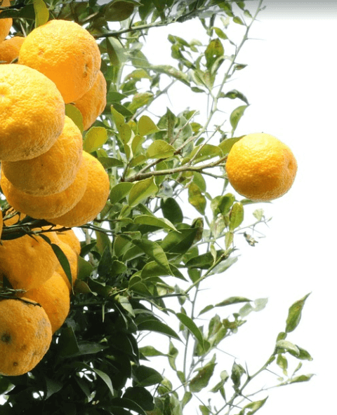 나무에 열려 있는 유자 열매