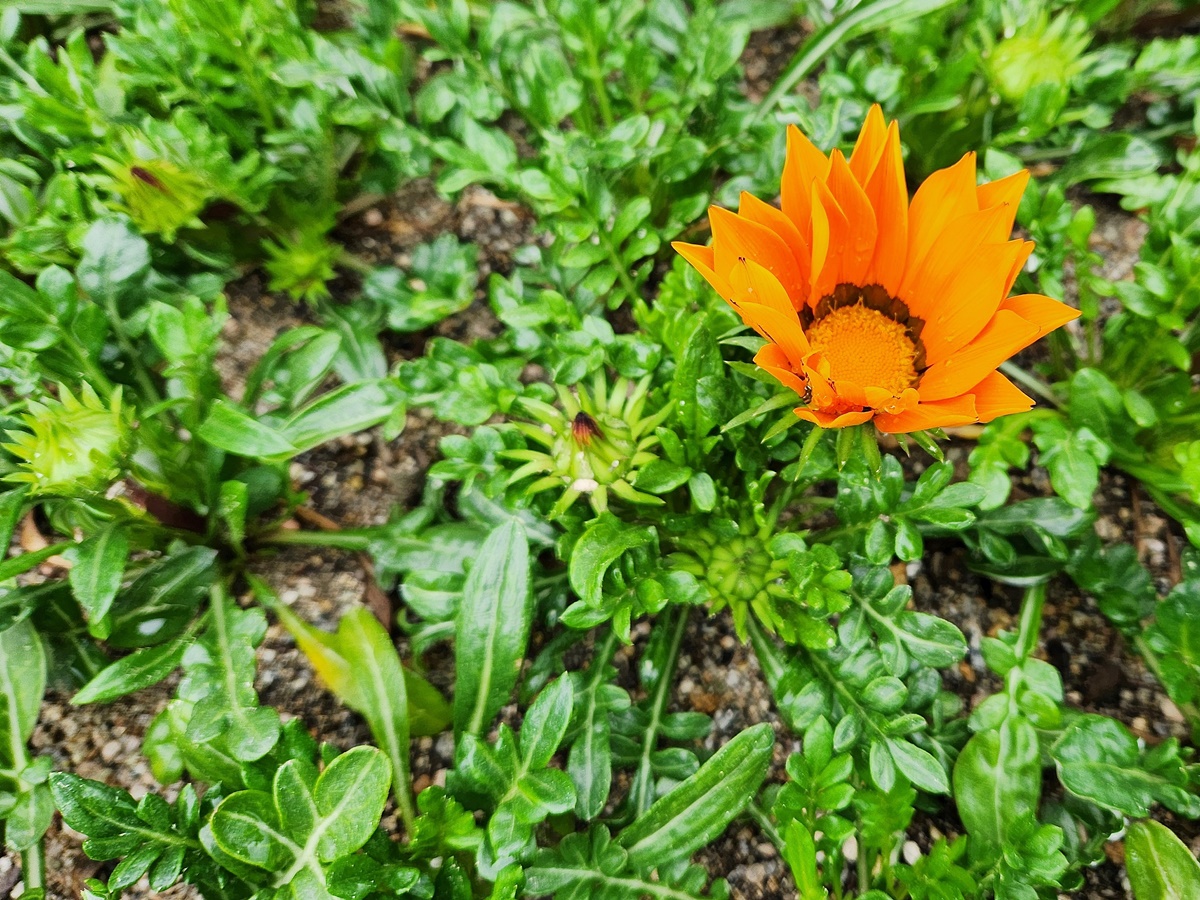 가자니아리겐스(태양국)