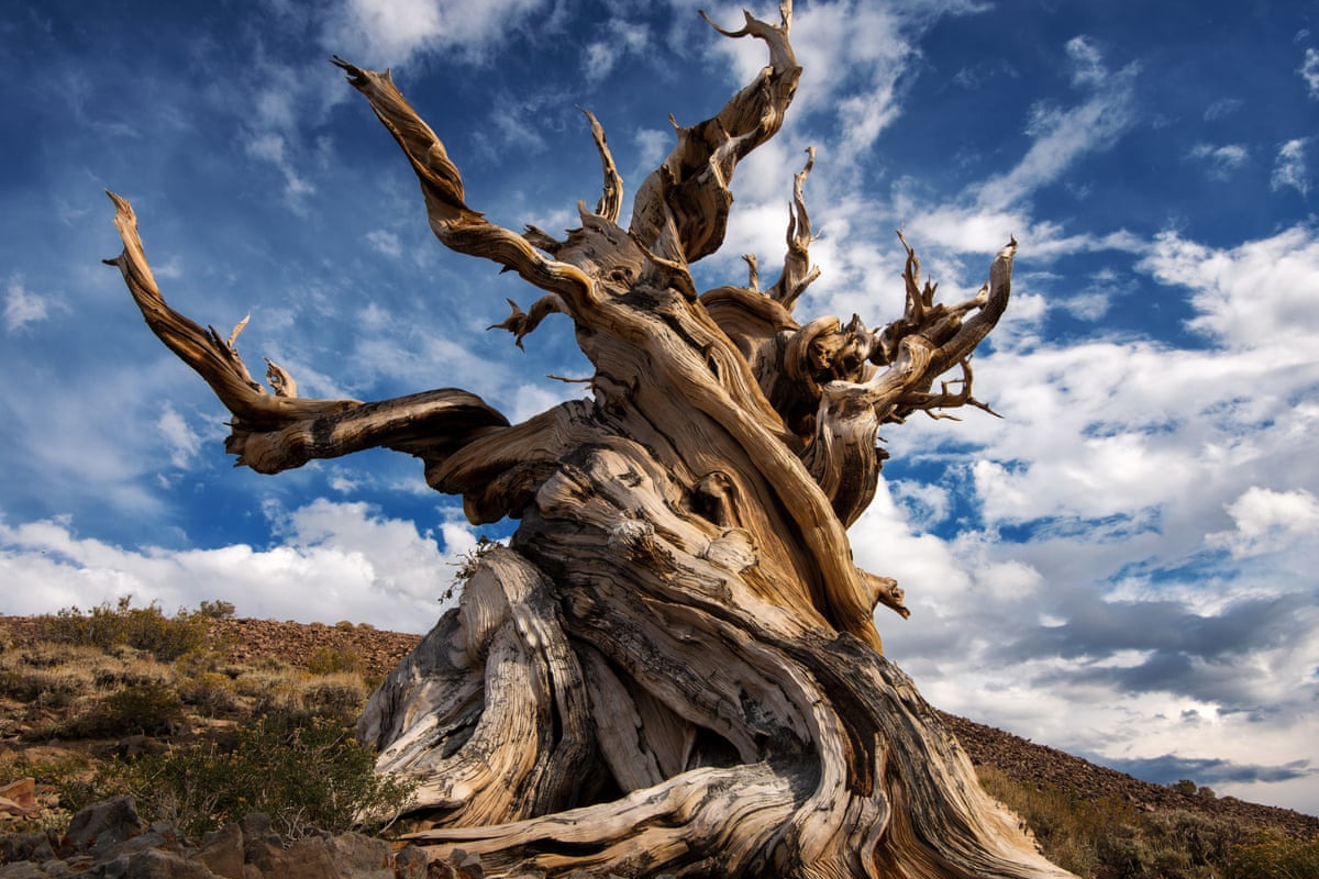 소나무 가지치기 시기