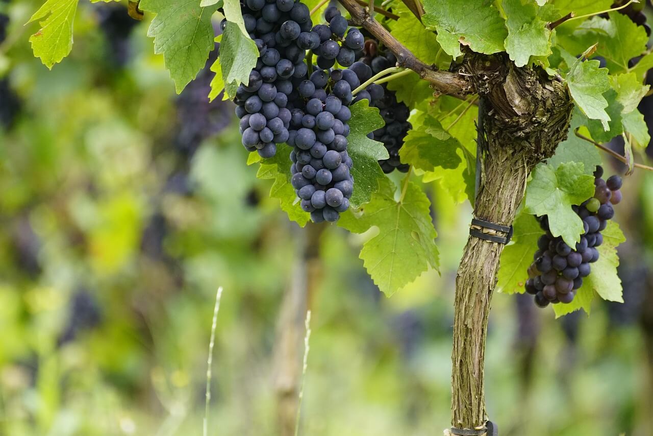 성경에 나타난 경제관념 사랑노래 속에 숨겨진 여성노동의 현실(아가 1:6을 중심으로)