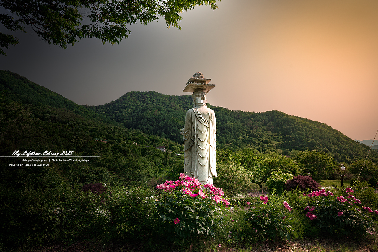 #꽃 #여름 #사찰 #괴산 #불상 #샤스타데이지 #불교