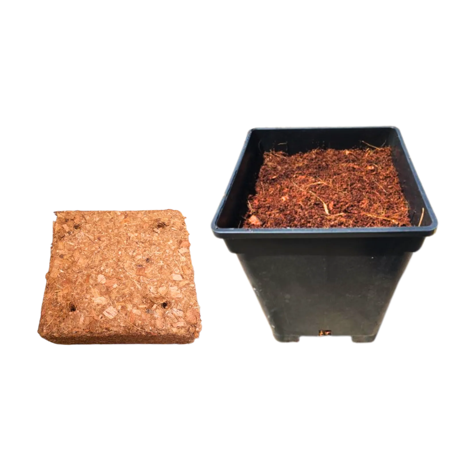 라즈베리 재배 지주 설치 가지 전정 순 지르기_7