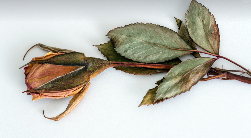 건조화 가공 기술