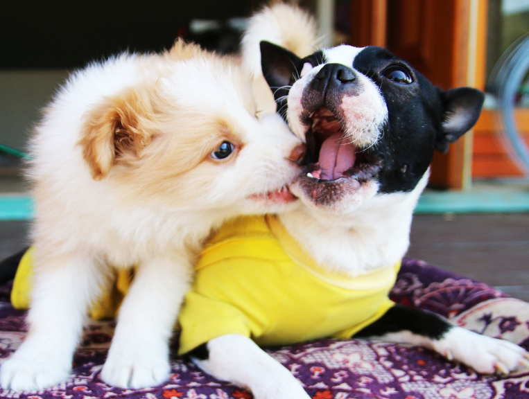 반려동물 동반 여행 관련 사진