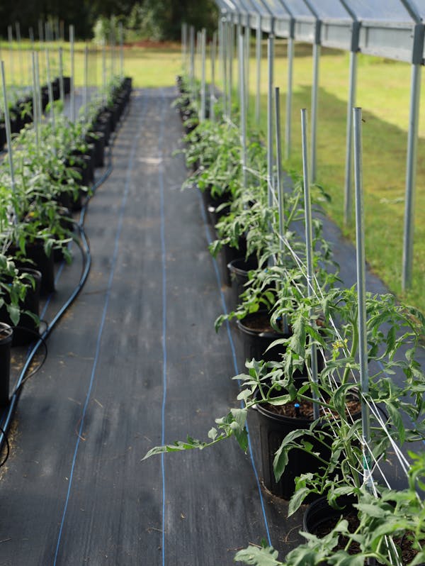 미래형 도시 농업: 수직 농업의 잠재력