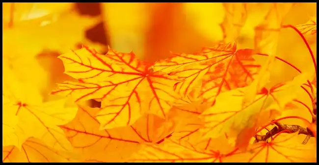 2024 내장산 단풍축제 기간 (국립공원)