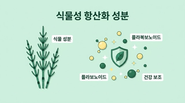 쇠뜨기 항산화 성분 설명 이미지
