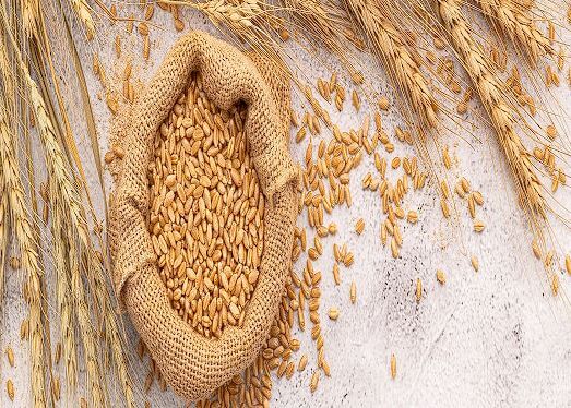 카무트효소 효능