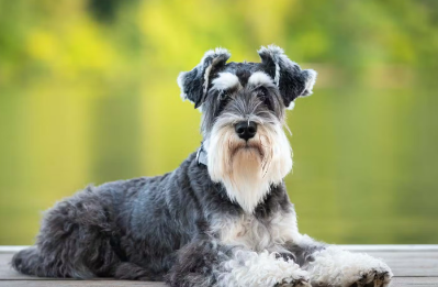 개가 엎드려 눕는 이유는?