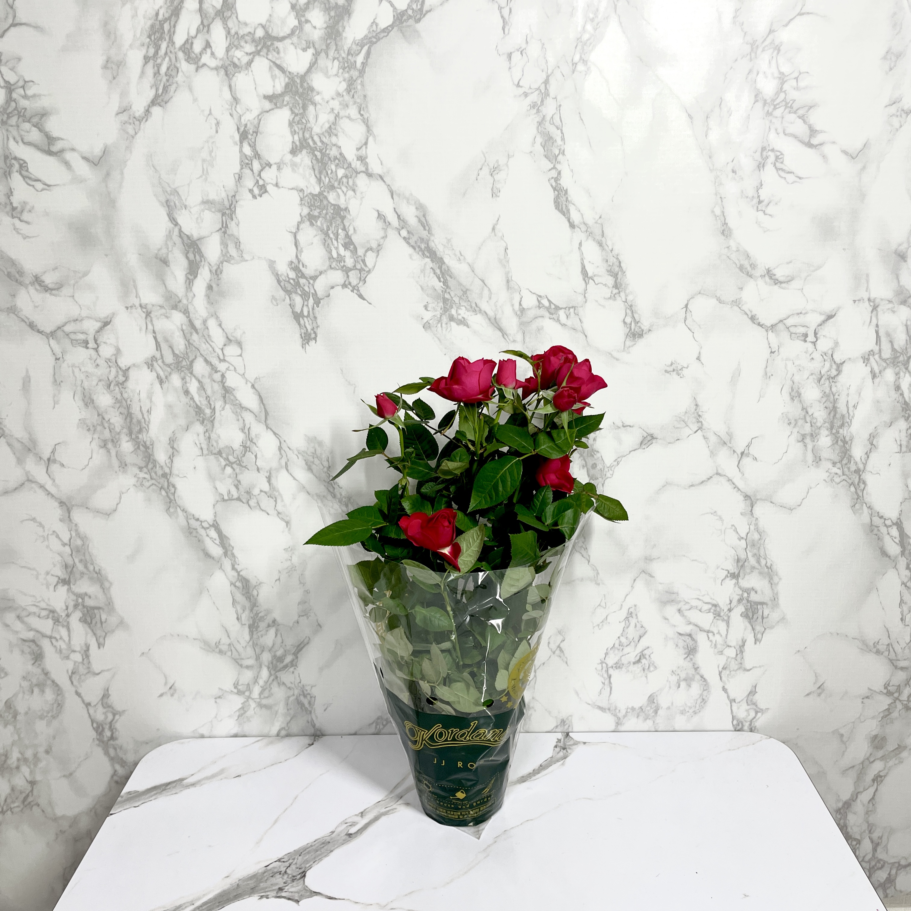 장미 키우기 꽃말 삽목시기