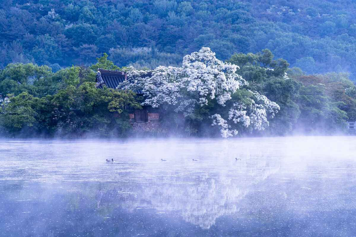 밀양 위양지 이팝나무 - 꽃길과 자연을 즐기는 완벽한 여행 코스