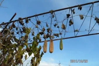 수세미 재배 덩굴 유인 통풍 관리 수확 건조_11