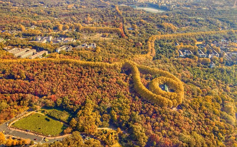가을 단풍이 물든 난징의 드넓은 숲과 나선형 은행나무 산책길이 한눈에 내려다보이는 항공 촬영 장면