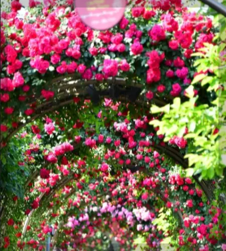 중랑 서울 장미축제_2