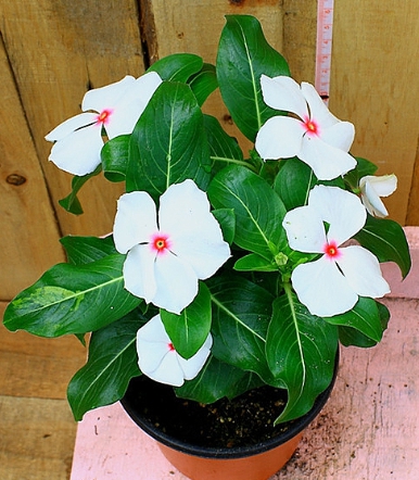 가을에 피는 꽃 종류 일일초