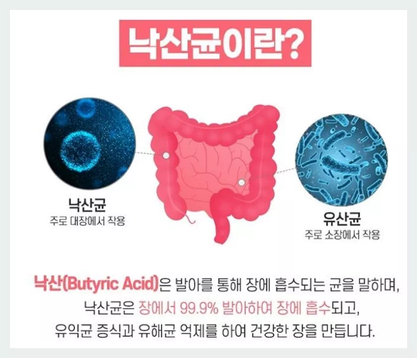 낙산균