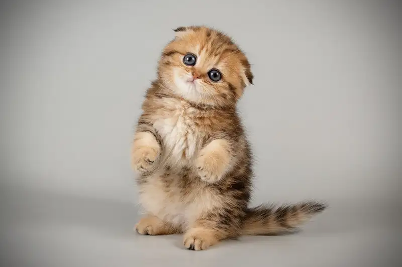 새끼 고양이