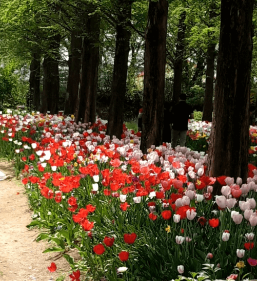 아산 세계꽃식물원