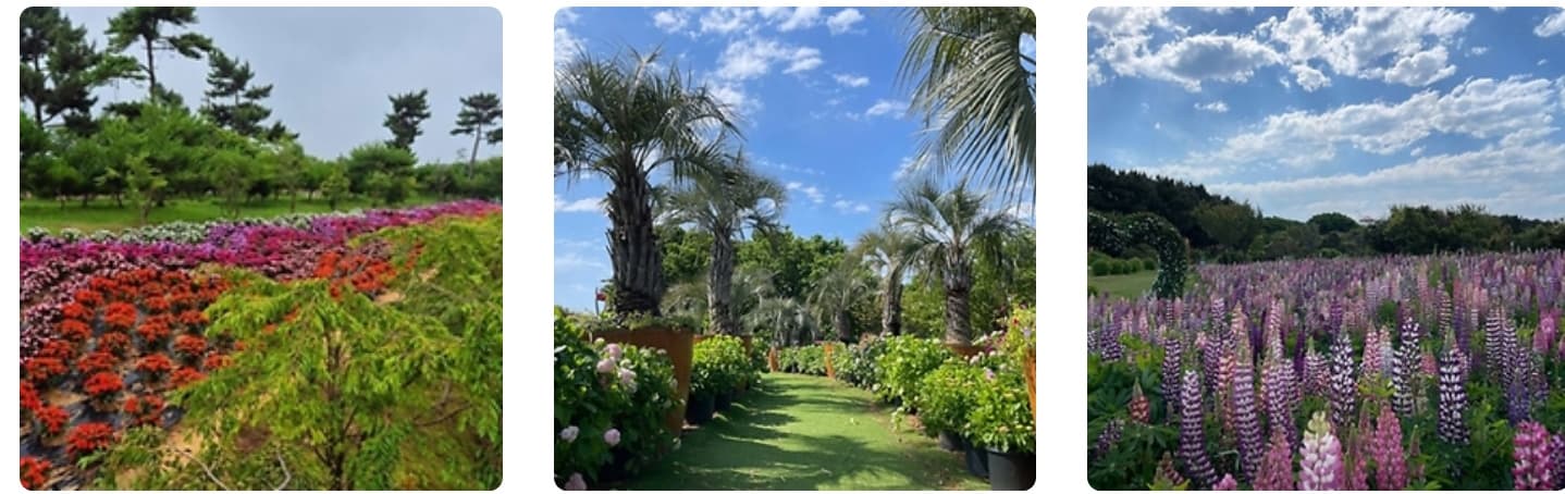 태안 봄꽃정원 & 태안빛축제|하루가 두 번 예쁜 곳