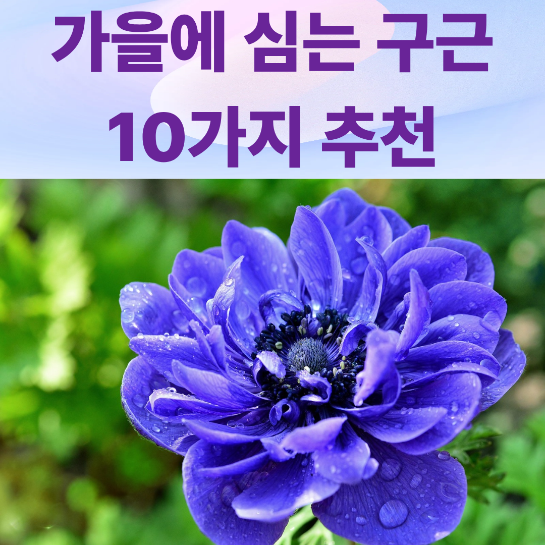 가을에 심는 구근식물 10선