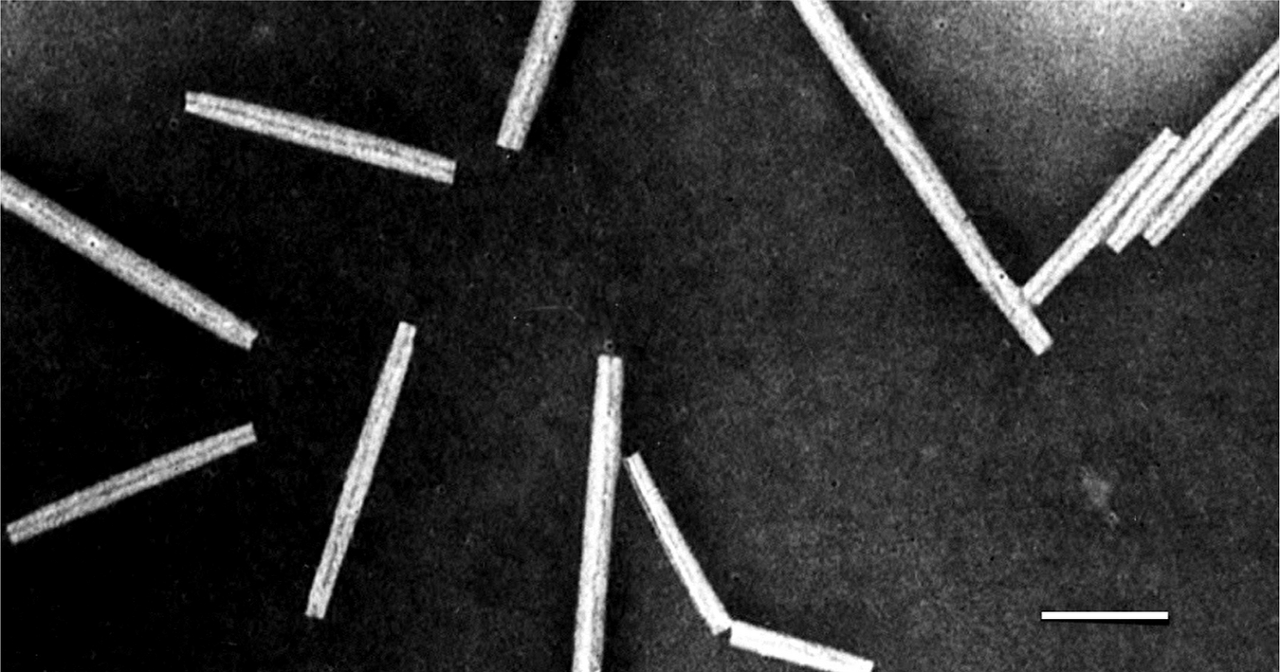 호르데이바이러스