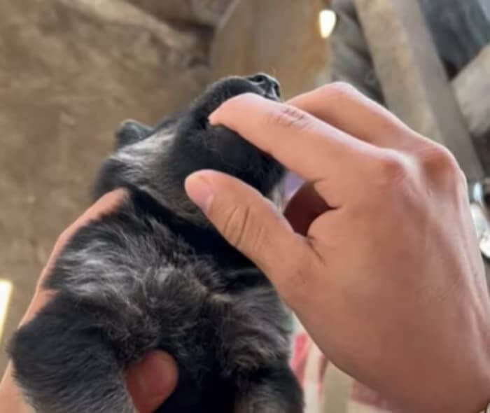 강아지 구충제 먹이는 법