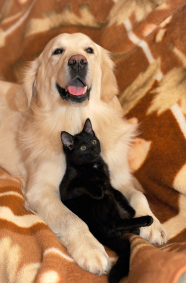 강아지와 고양이